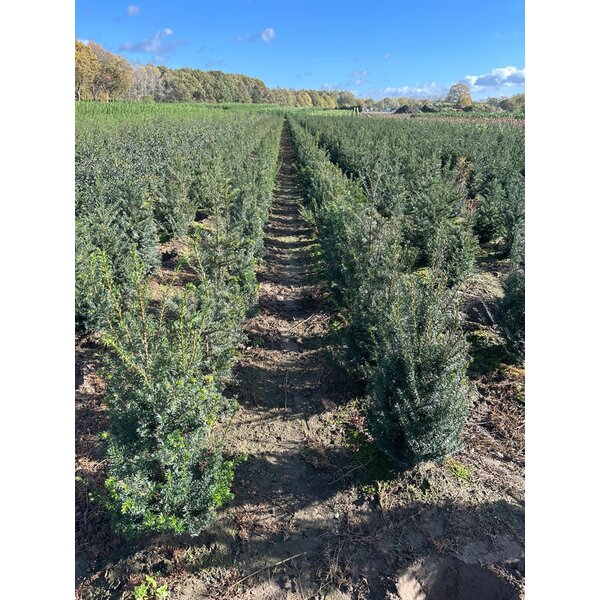 Taxus baccata - met kluit 80+