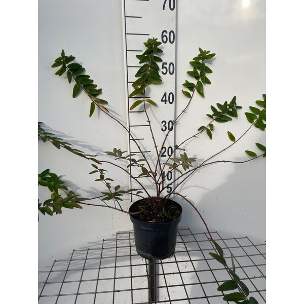 Hypericum 'Hidcote' - 3,0L 40+