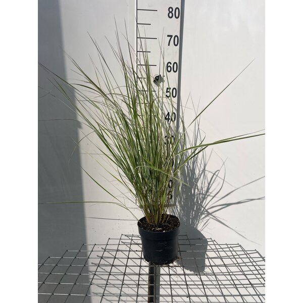 Calamagrostis acut. 'Overdam' - 2,0L