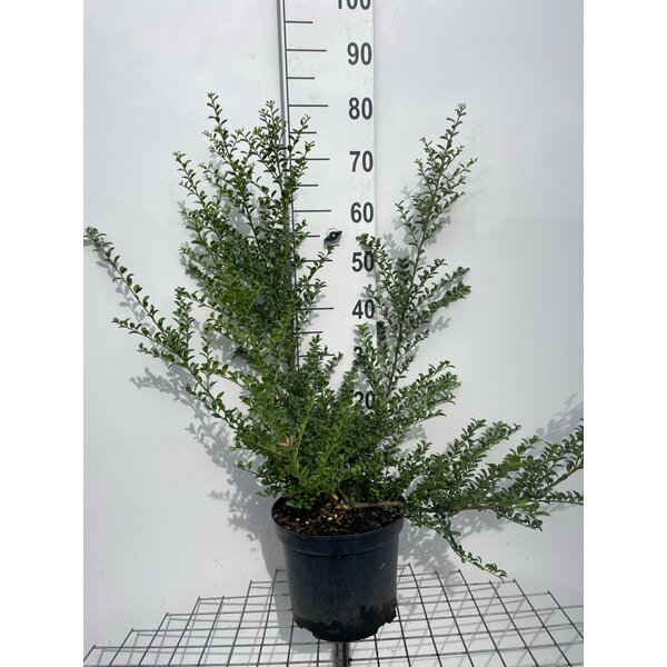 Ilex crenata 'Convexa' - 7,5L 60+