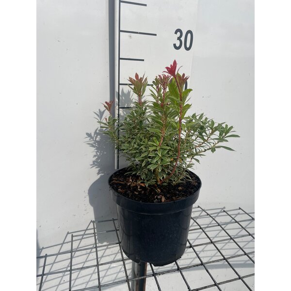 Pieris jap. 'Little Heath' - 3,0L 20+