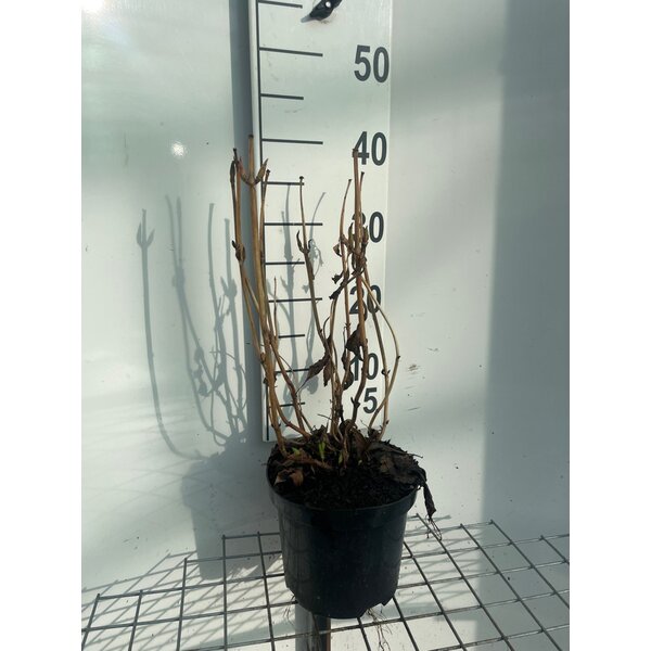 Hydrangea m. 'Taube' - 3,0L 40+