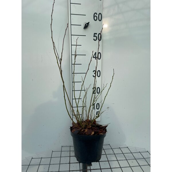 Vaccinium cor. 'Bluecrop' - 3,0L 50+