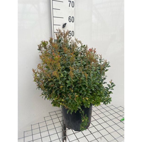 Pieris jap. 'Little Heath Green' - 7,5L 40+