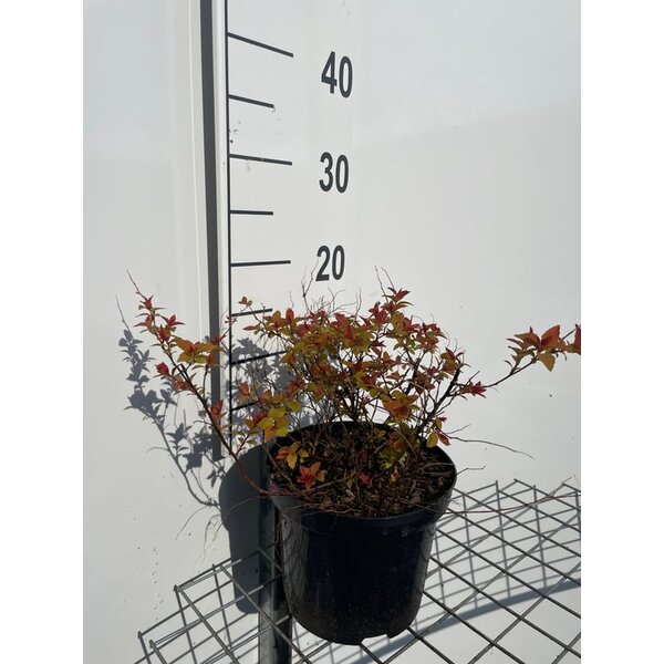 Spiraea jap. Magic Carpet - 3,0L 20+