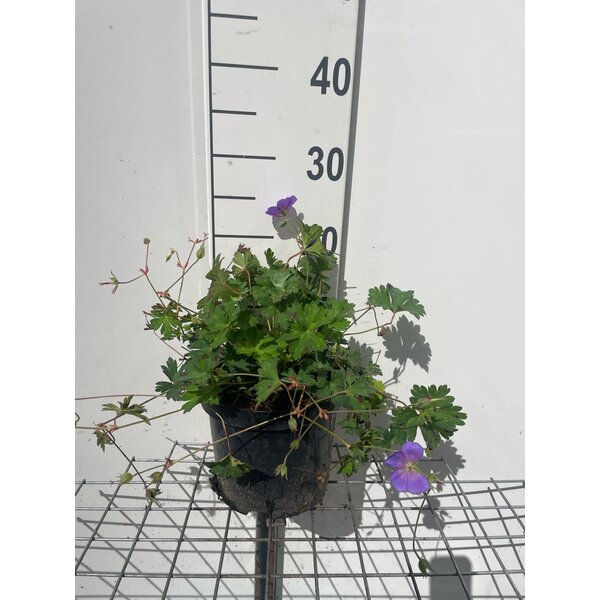 Geranium 'Azure Rush' - 3,0L