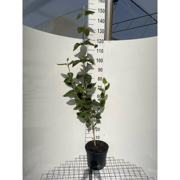Viburnum lantana - 7,5L 100+