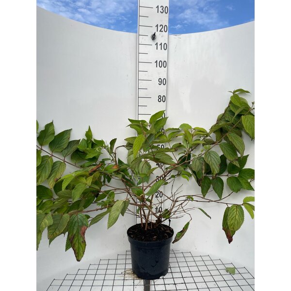 Viburnum plic. 'Watanabe' - 7,5L 60+