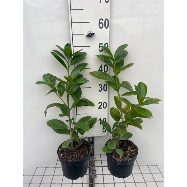 Prunus l. 'Novita' - 2,0L 40+