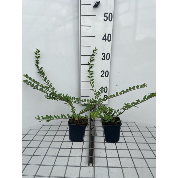 Lonicera pileata - P9 20+
