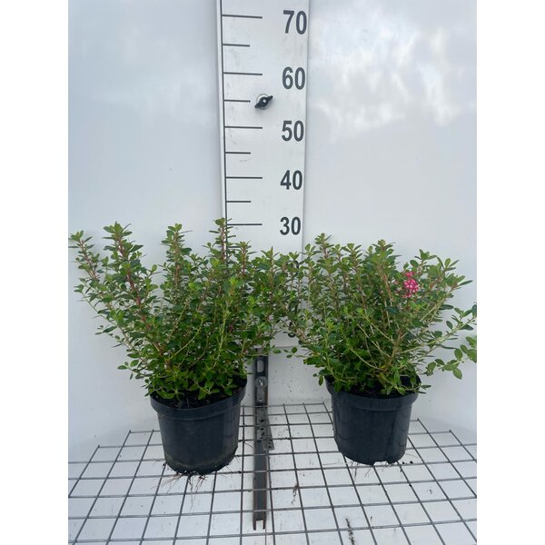 Escallonia 'Red Dream' - 3,0L 20+