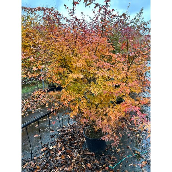 Acer palmatum - 20L 150+
