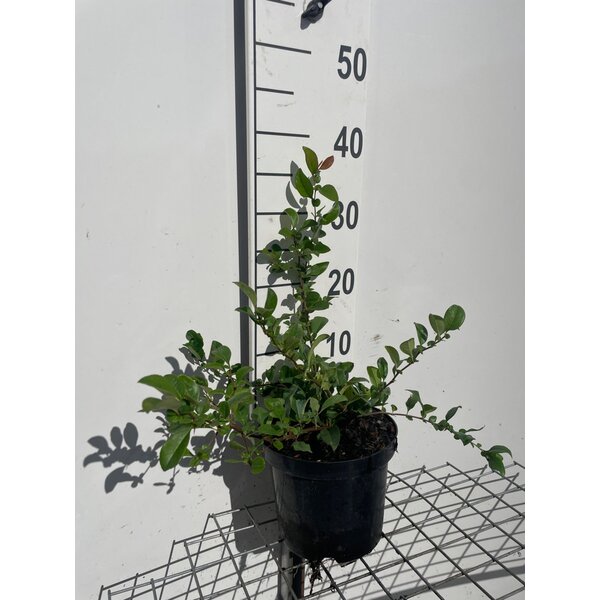 Chaenomeles sup. 'Jet Trail' - 3,0L 30+