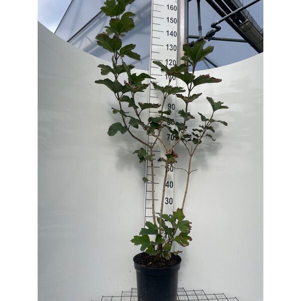 Viburnum opulus - 7,5L 125+