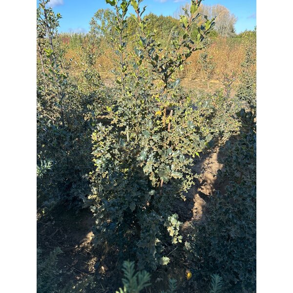 Ilex aquifolium - met kluit 150+