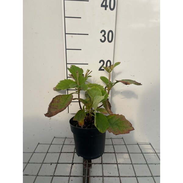 Hydrangea quercifolia - 1,3L
