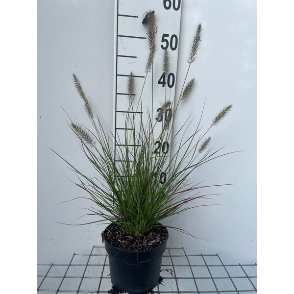 Pennisetum al. 'Burgundy Bunny' - 2,0L