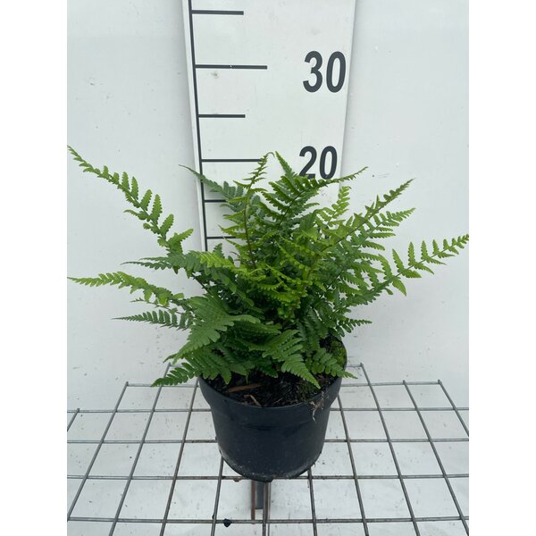 Dryopteris affinis - 2,0L