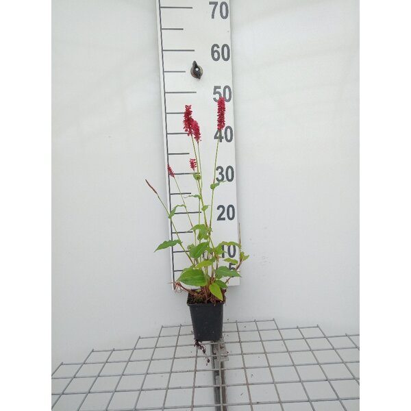Persicaria a. 'Speciosa' - P9