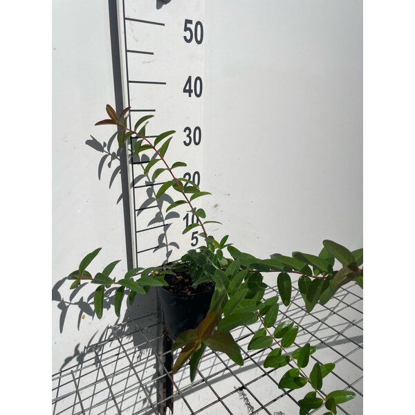 Hypericum 'Hidcote' - 1,3L 30+