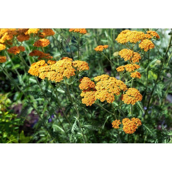 Achillea 'Terracotta' - 2,0L