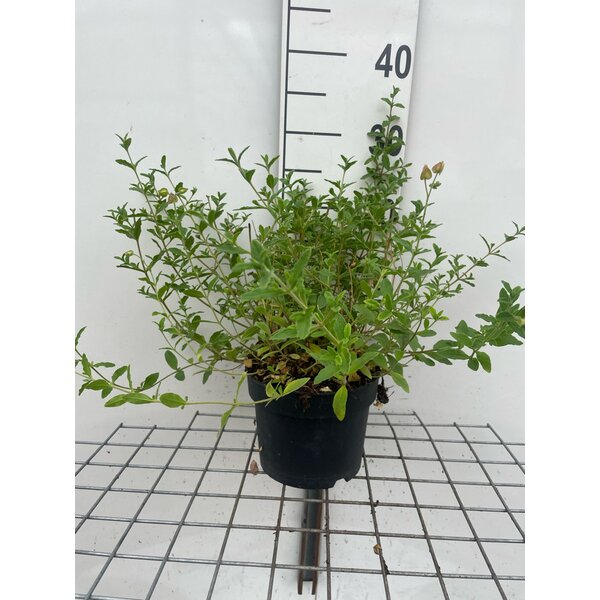 Cistus obtusifolius 'Thrive' - 2,0L 30+