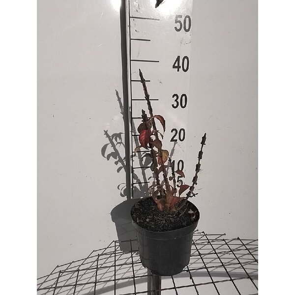 Euonymus alatus - 3,0L 30+