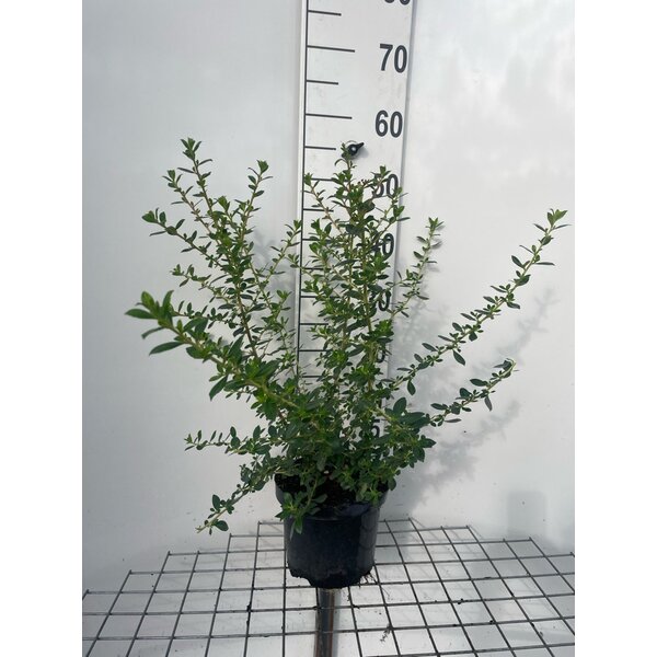 Escallonia 'Red Elf' - 3,0L 40+