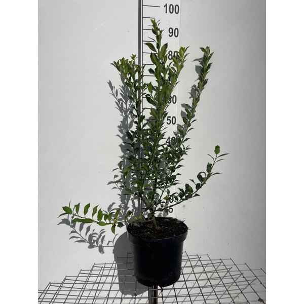 Ilex aq. 'Alaska' - 7,5L 80+