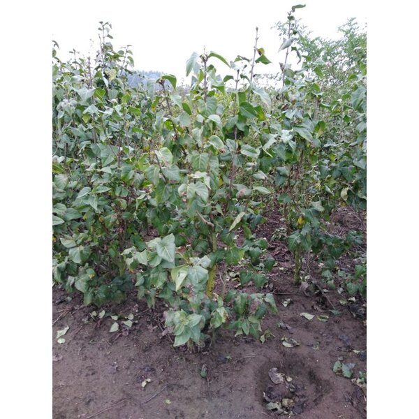 Syringa v. 'Mme Lemoine' - met kluit 125+