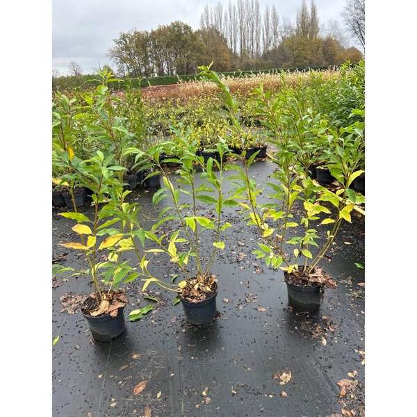 Forsythia int. 'Courtalyn' - 3,0L 80+