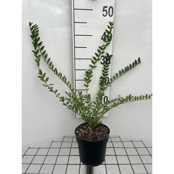 Lonicera pileata - 1,3L 30+