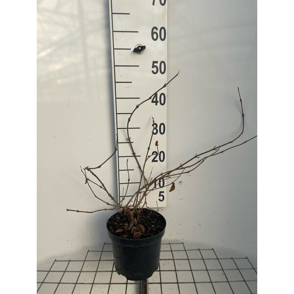 Viburnum plic. 'Mariesii' - 3,0L 40+