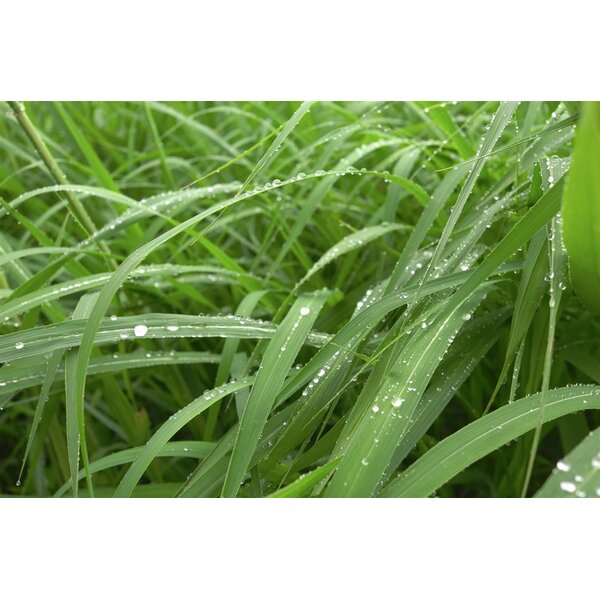 Carex morrowii 'Irish Green' - 1,3L