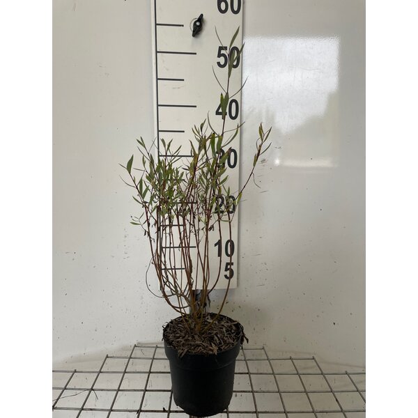 Salix purpurea 'Nana' - 1,3L 30+