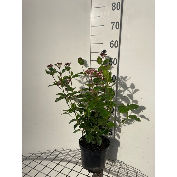 Viburnum tinus Lisarose - 3,0L 40+