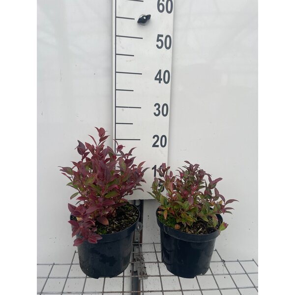 Leucothoe 'Zeblid' - 3,0L 20+