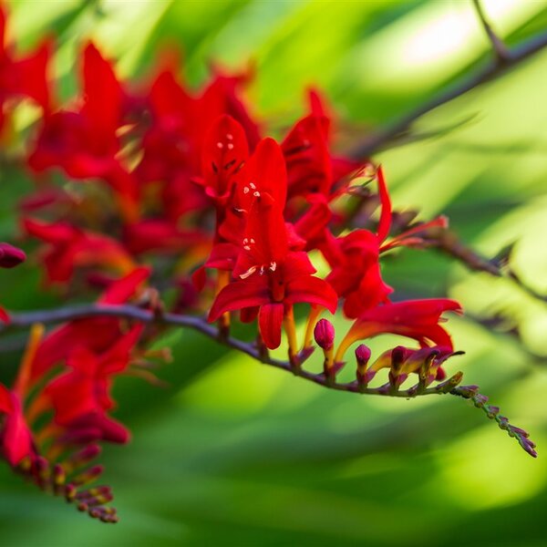 Crocosmia Dragonfire