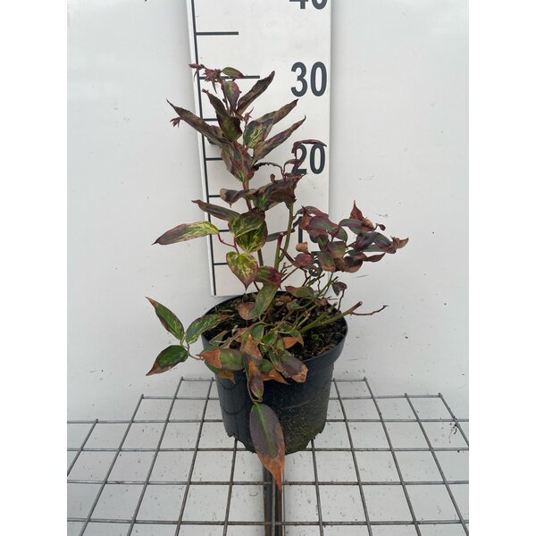 Leucothoe f. 'Rainbow' - 3,0L 20+