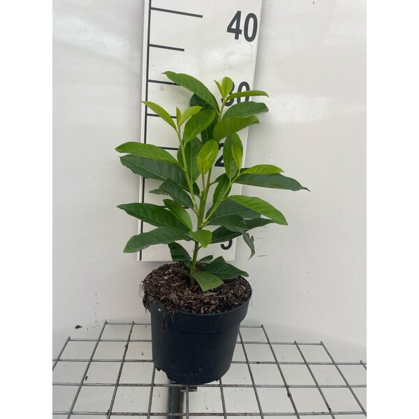 Prunus l. Genolia - 2,0L