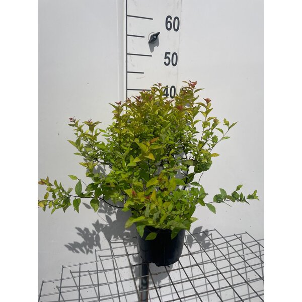 Spiraea jap. 'Firelight' - 3,0L