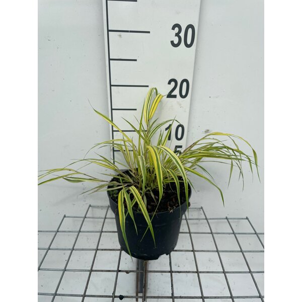 Hakonechloa macra 'Aureola' - 2,0L