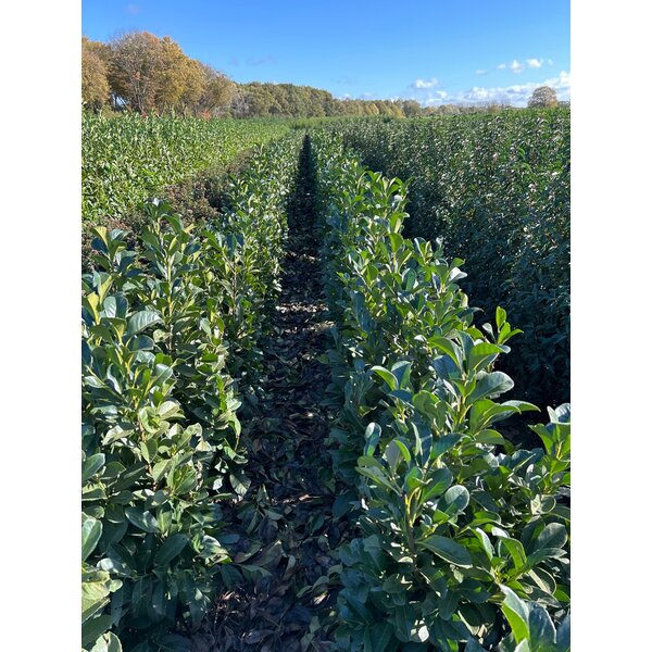 Prunus l. Etna - met kluit 100+