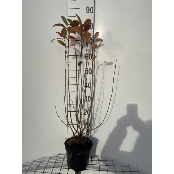 Aronia prunifolia 'Viking' - 3,0L 60+