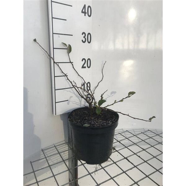 Chaenomeles sup. 'Jet Trail' - 3,0L 20+
