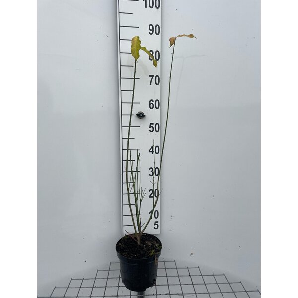 Euonymus europaeus - 3,0L 60+