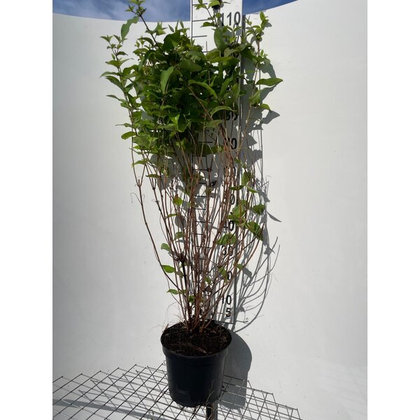 Deutzia cren. 'Pride of Rochester' - 7,5L 100+