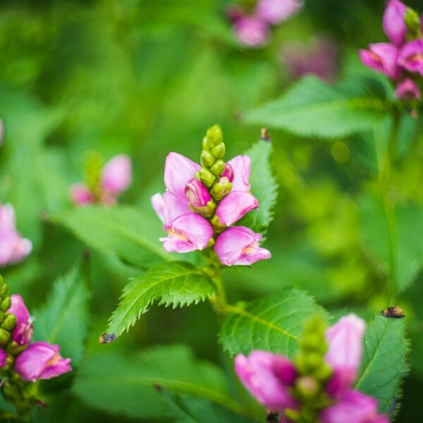 Chelone obliqua