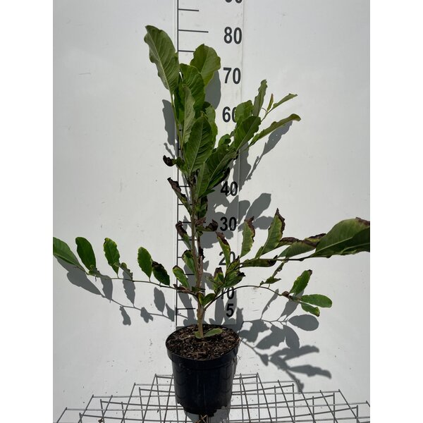 Magnolia st. 'Rosea' - 3,0L 60+