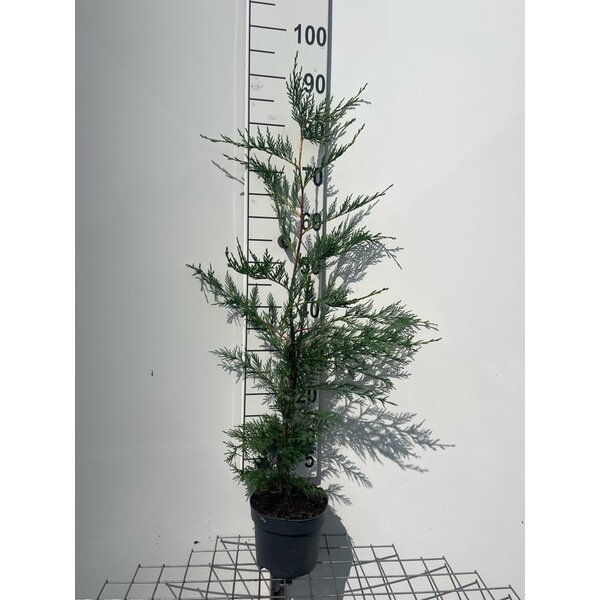 Cupressocyparis leylandii - 2,0L 80+